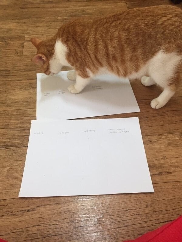 17114202740762.jpeg