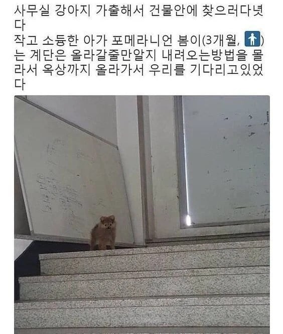 17131842763845.jpeg