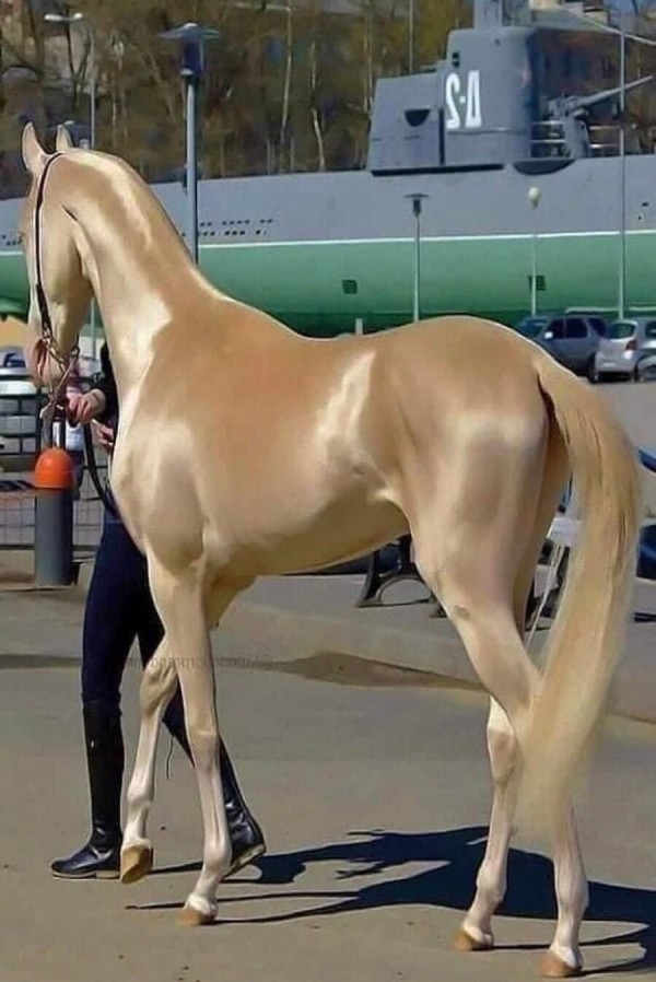 16846560060465.jpg