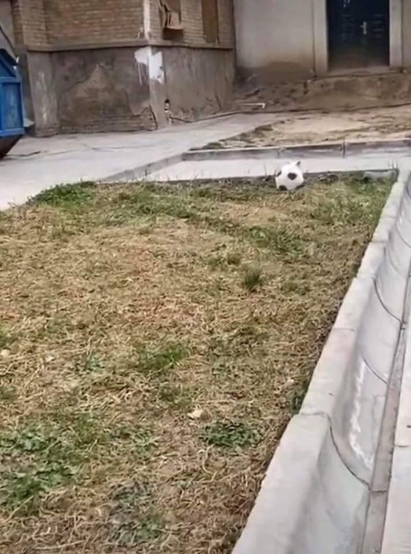 17058367004971.jpg