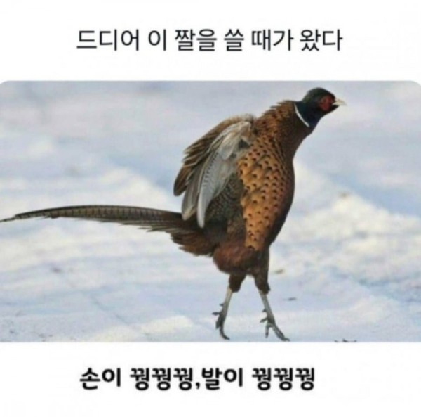 17060868437839.jpg