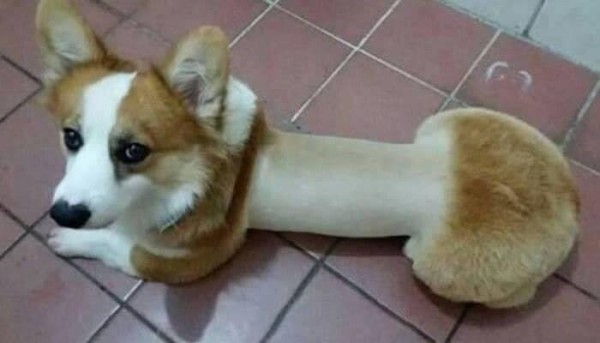 17062542370562.jpeg