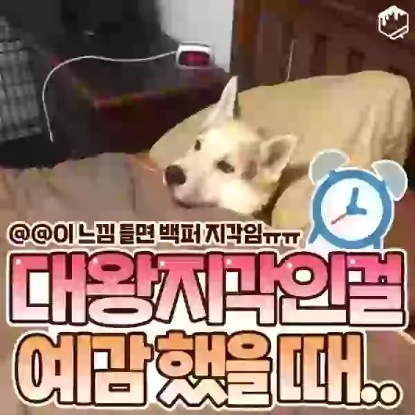 17090062770441.webp