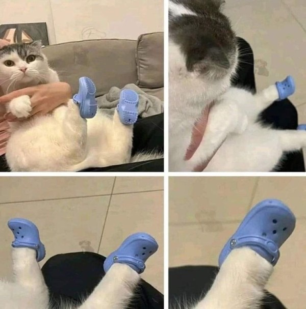 17111124907266.jpeg