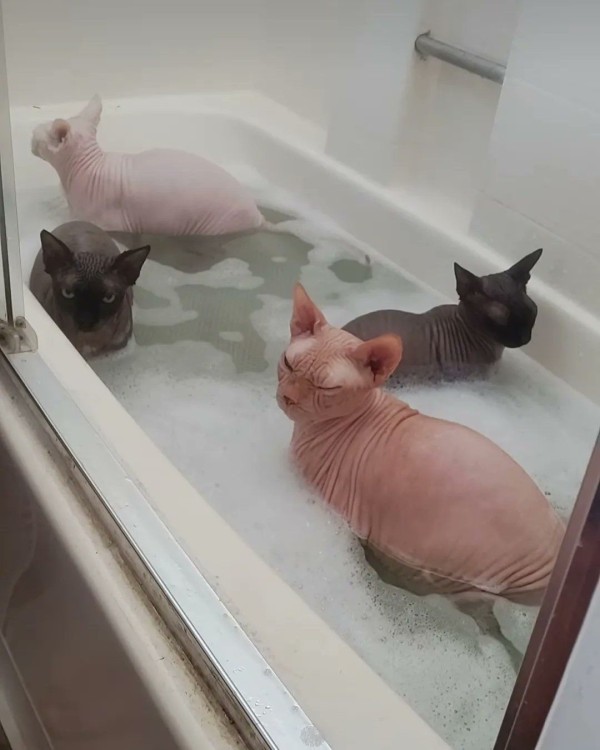 17111124928063.jpeg