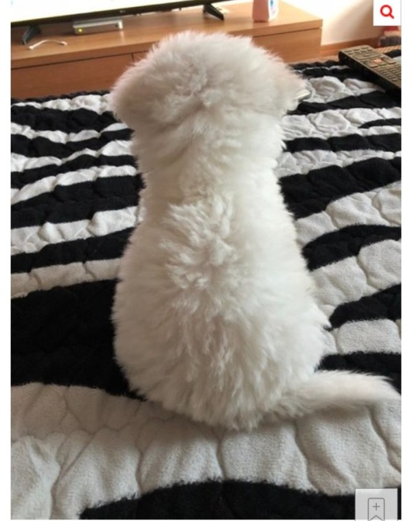 171154630013.jpeg